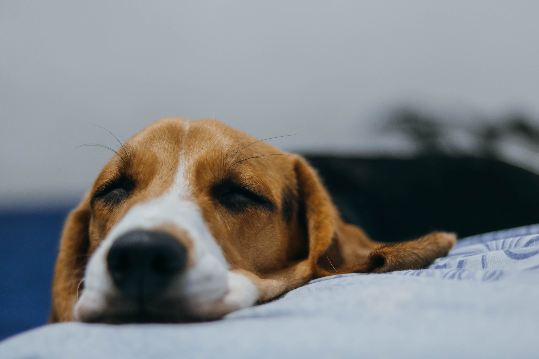 The Importance Of Pet Vaccination - sleeping dog on bed