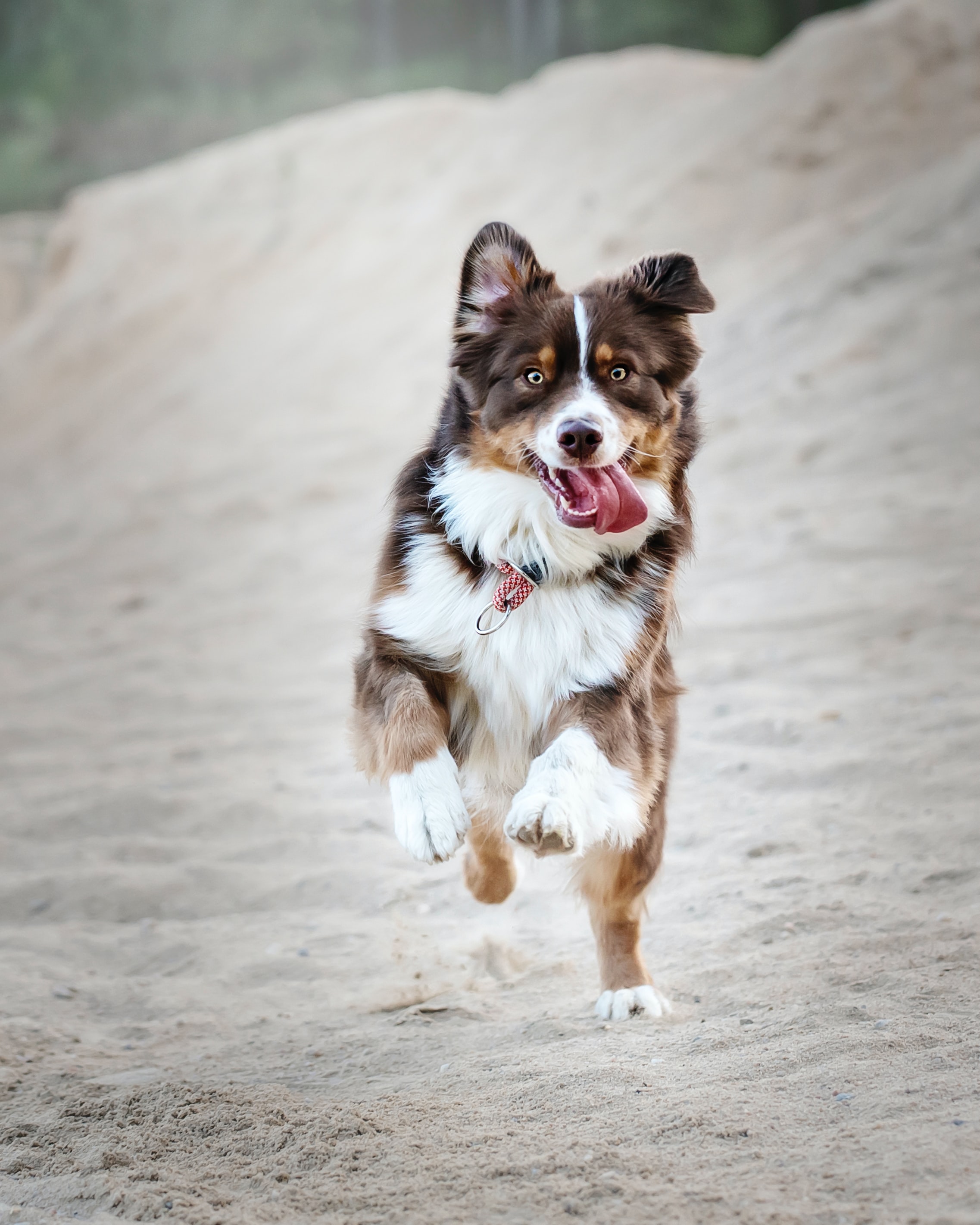 Keeping Your Senior Dog Active - jumping dog
