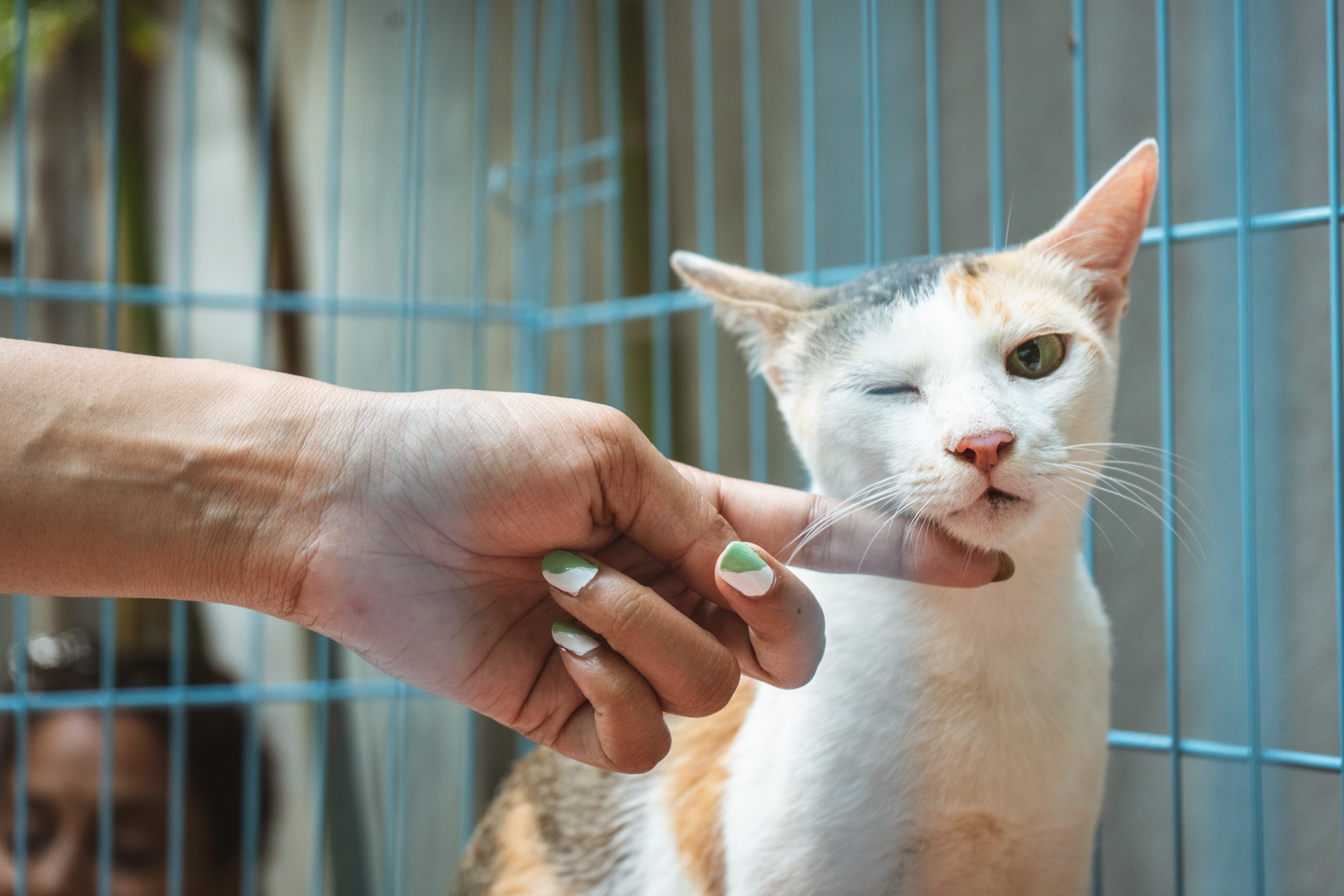 Staying Calm in a Pet Emergency - hand and cat