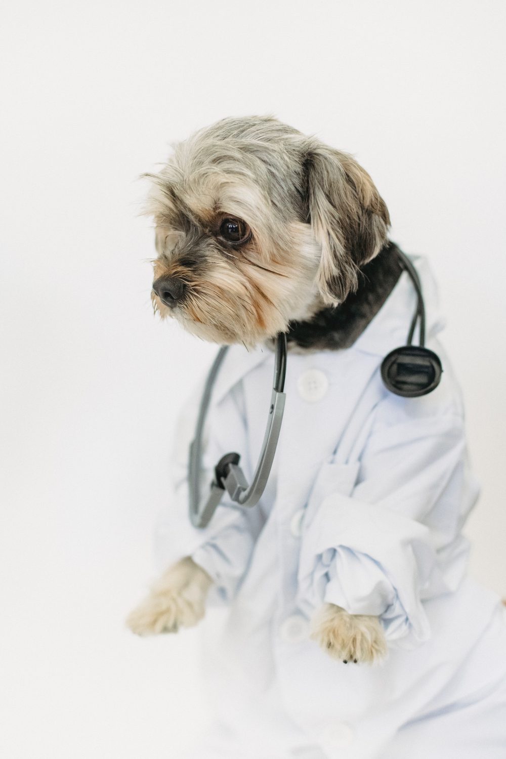 the importance of pet vaccination - puppy as a vet