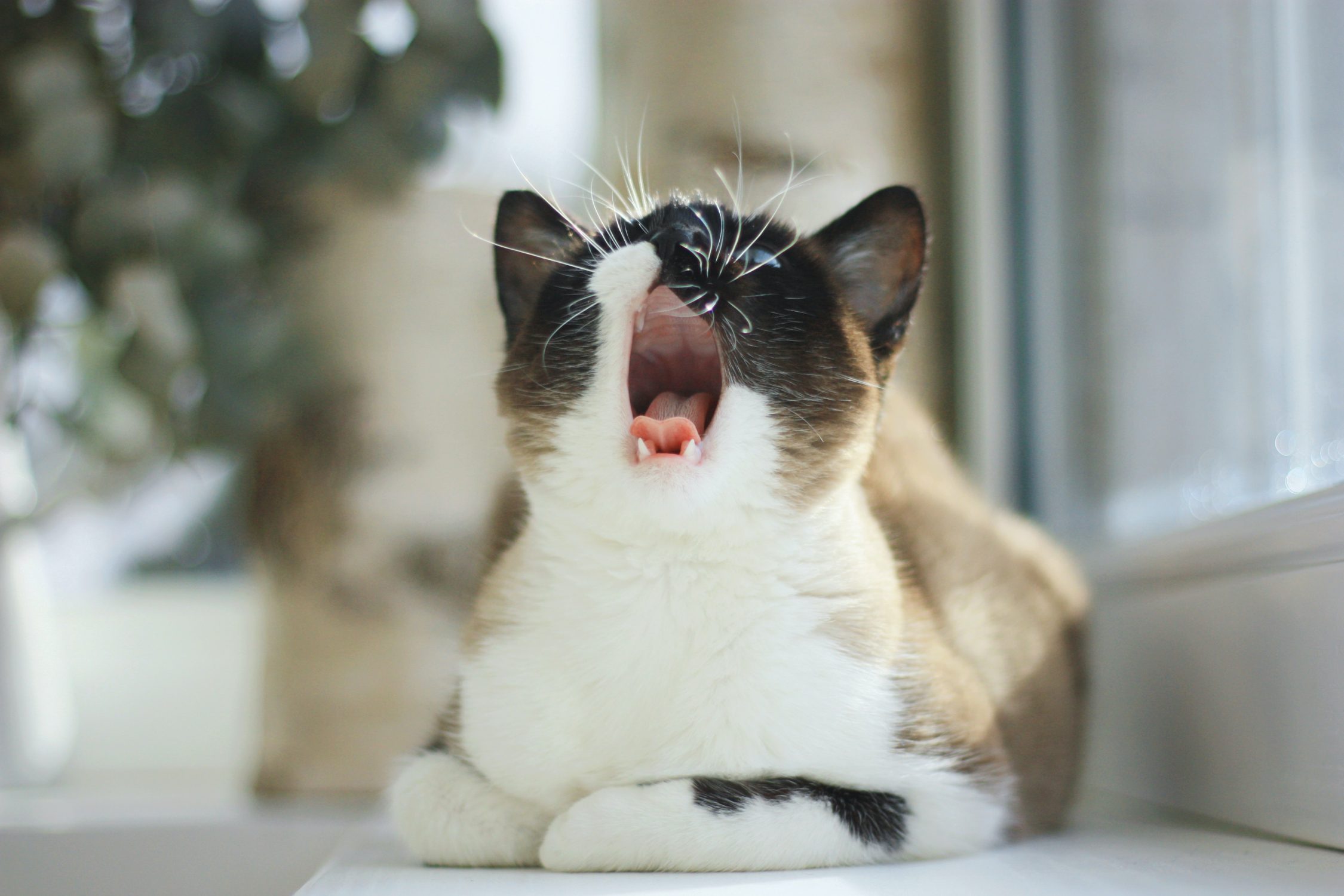 cat anxiety- yawning cat