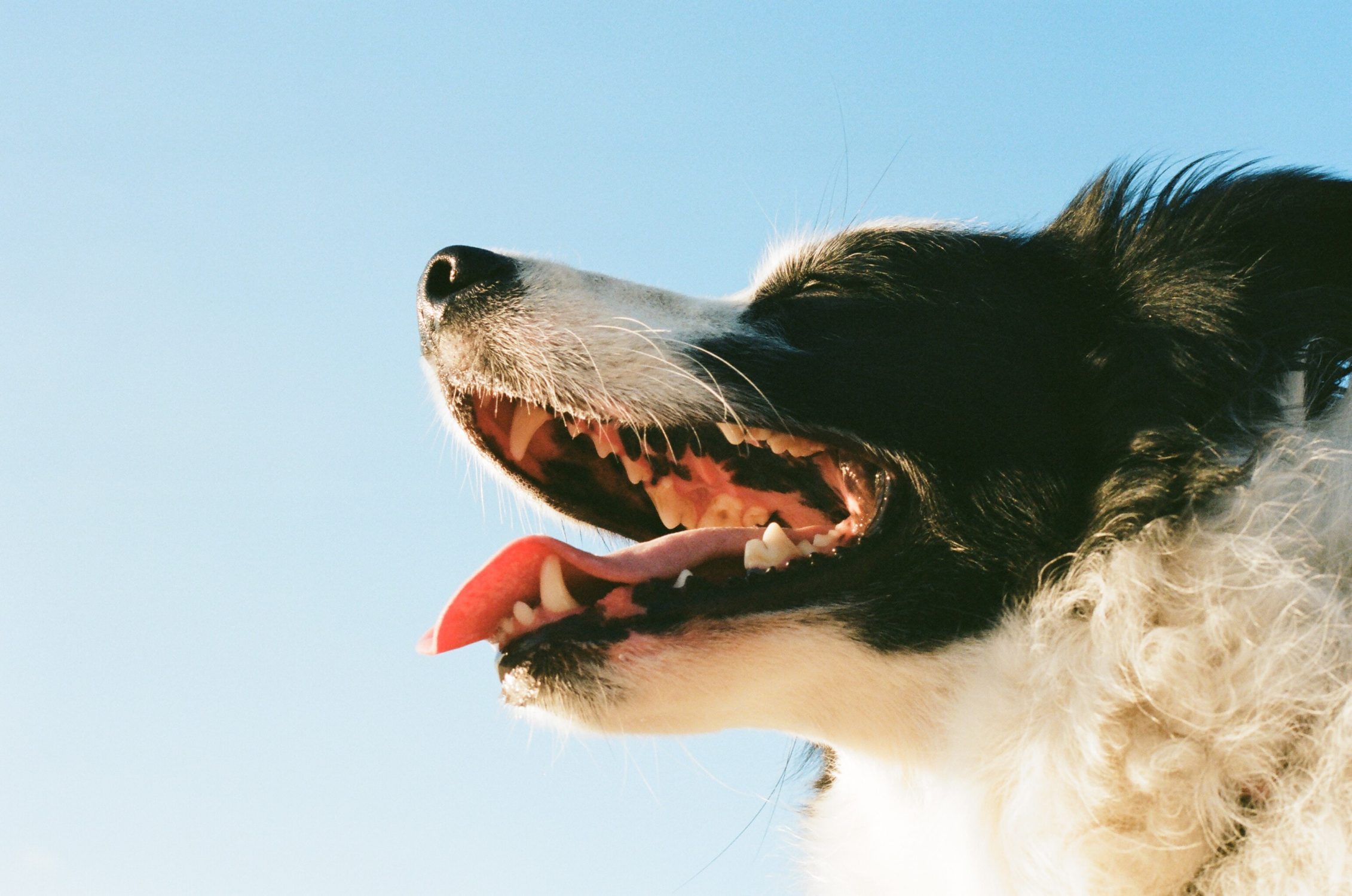 mobile pet euthanasia - smiling dog