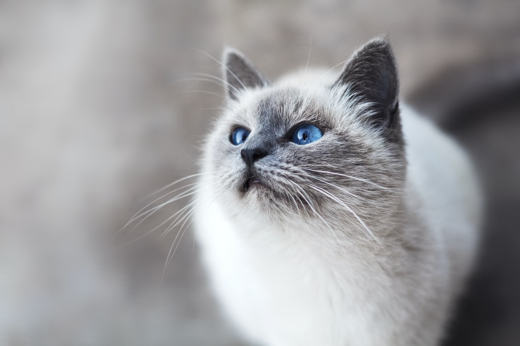 Why is Microchipping a must? - blue eyed cat