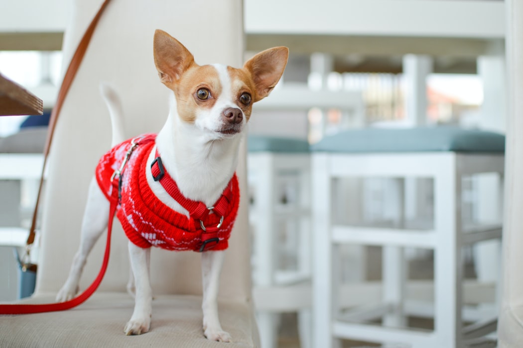 Paralysis Tick - small dog in red jersey