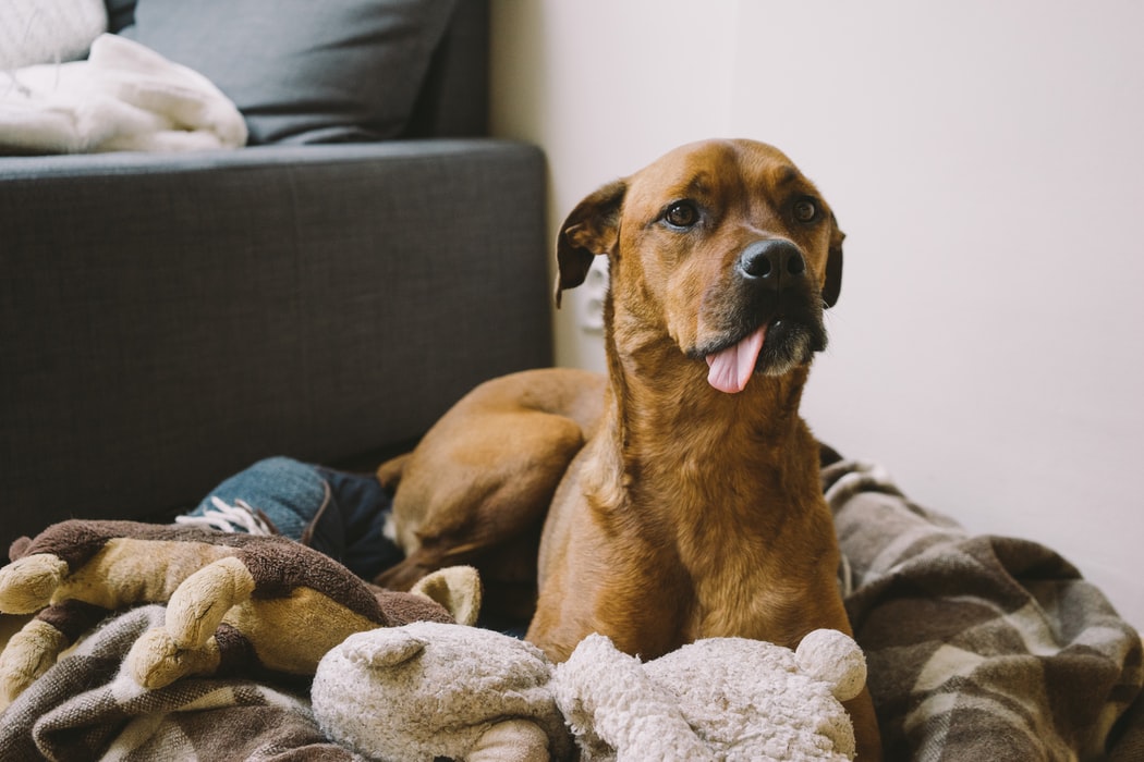 Building A Trusting Relationship with Your Pet - Dog with tongue hanging