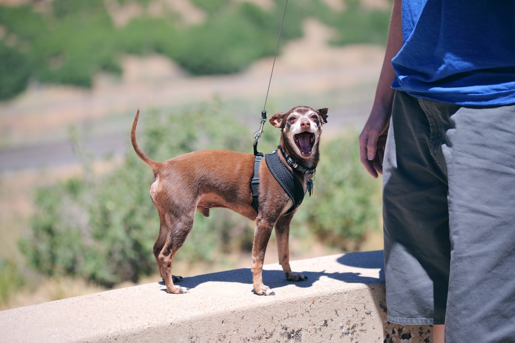 arthritis in dog - small senior chihuahua