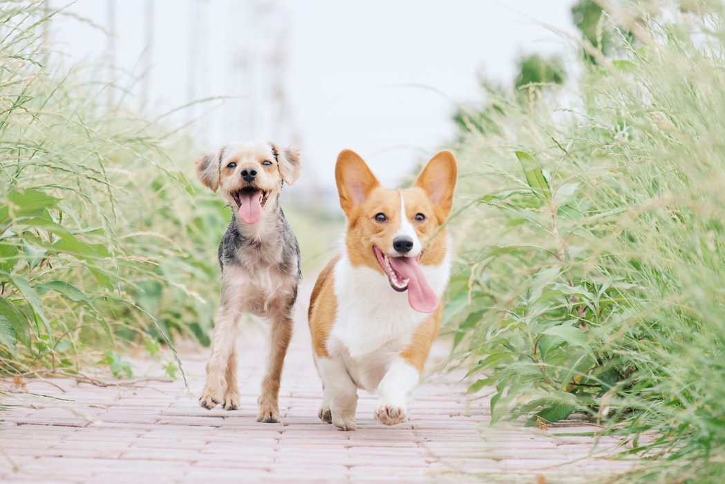 Make Your Yard Dog Friendly - running dogs