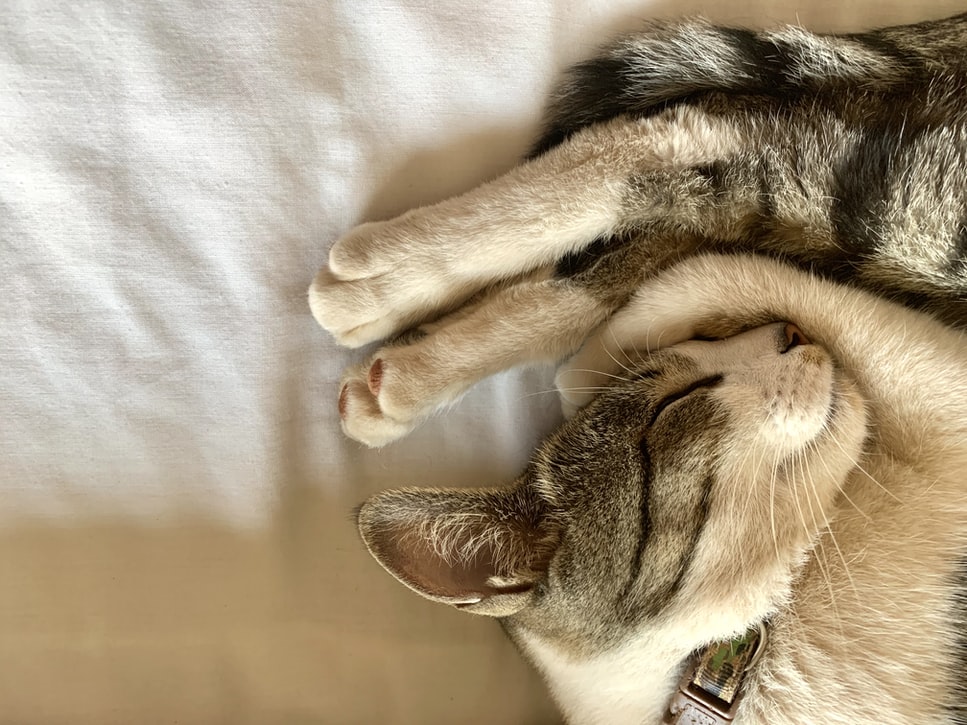 cat anxiety - cat curled up on bed