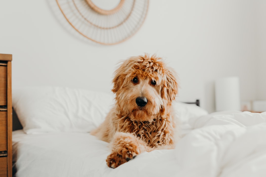 Why is Microchipping a must? - fluffy dog on white bed