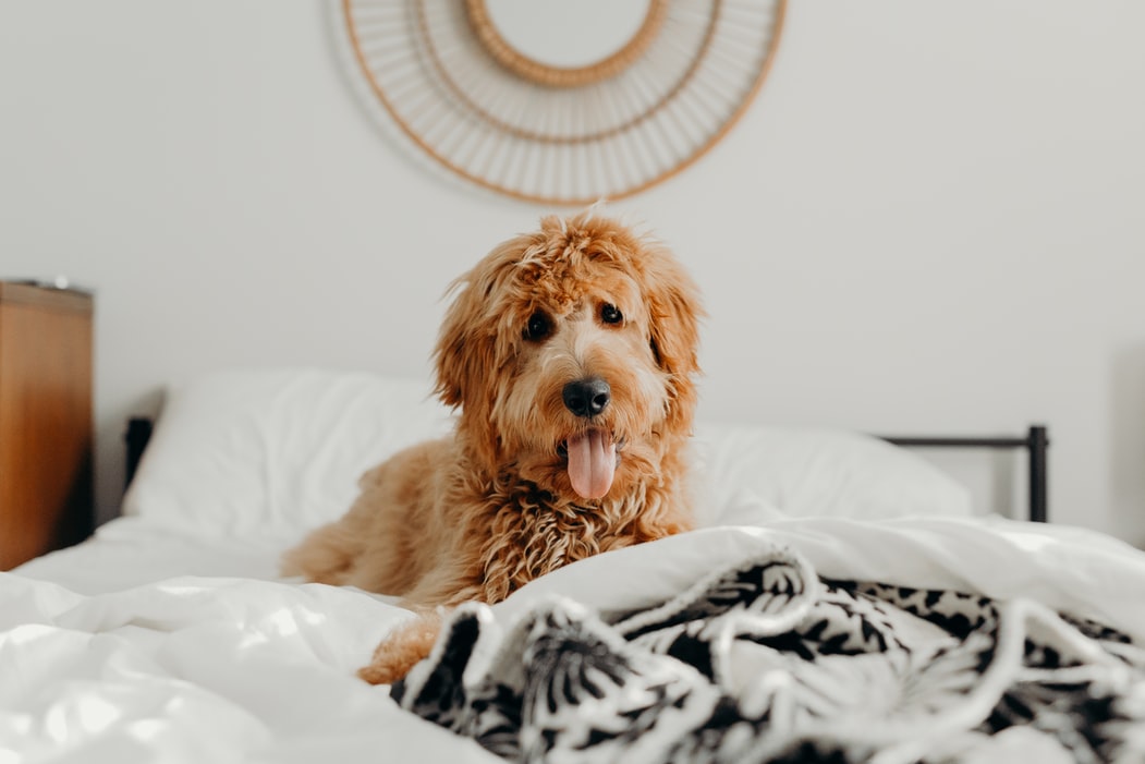 arthritis in dog - dog on bed