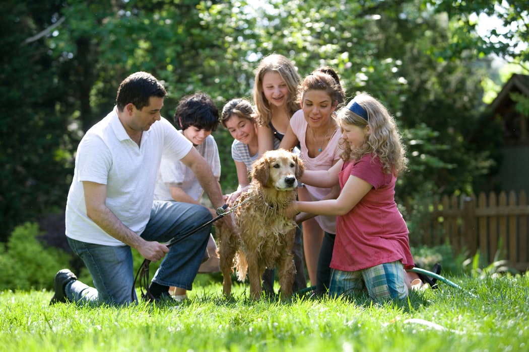 preparing for tick season - family washing yellow Labrador in garden