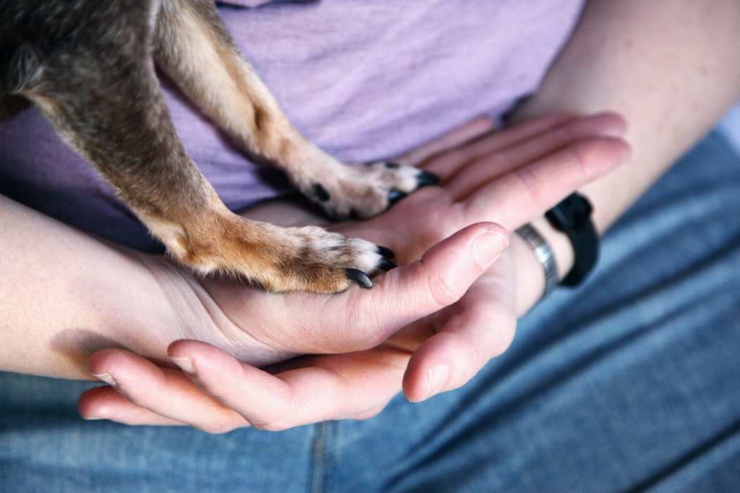 Pet Euthanasia - owner and dog paws