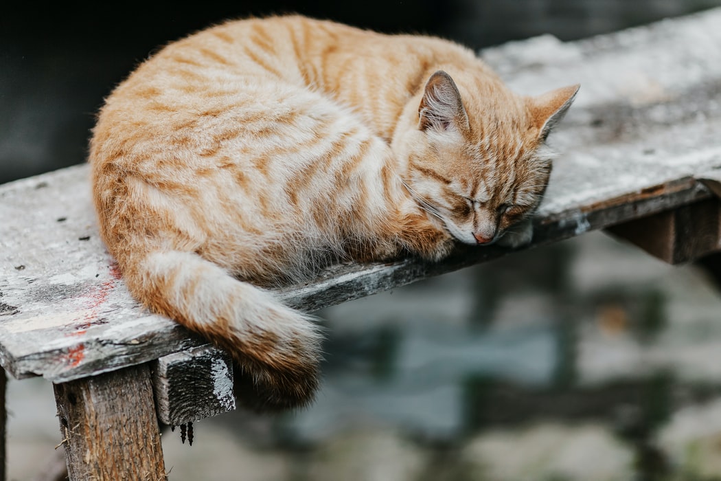 cat anxiety - cat on bench