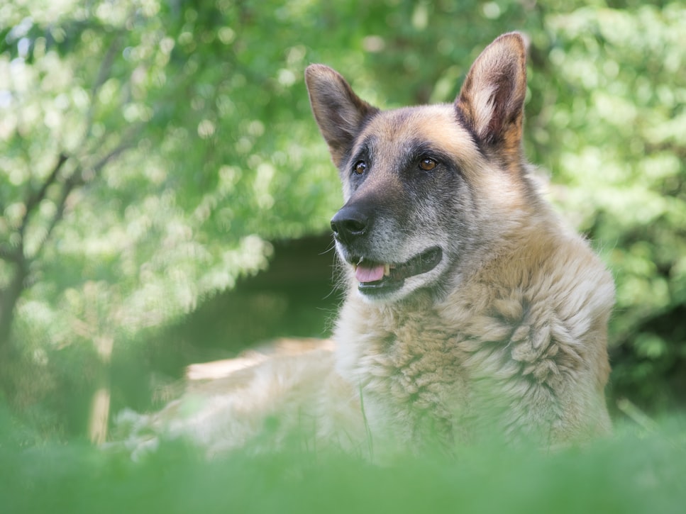 preparing for tick season - old dog out doors