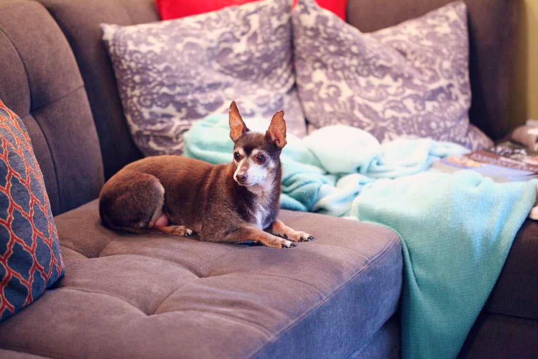 signs your pet is in pain - old small dog on couch