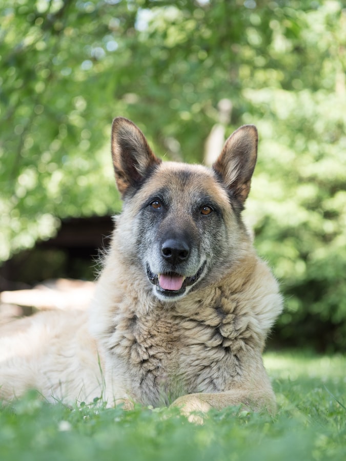 Senior Pet Care - old dog in grass