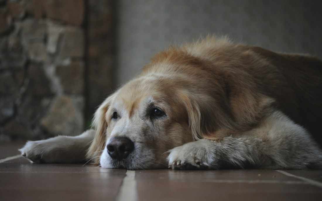 Pet Euthanasia - sleeping labrador