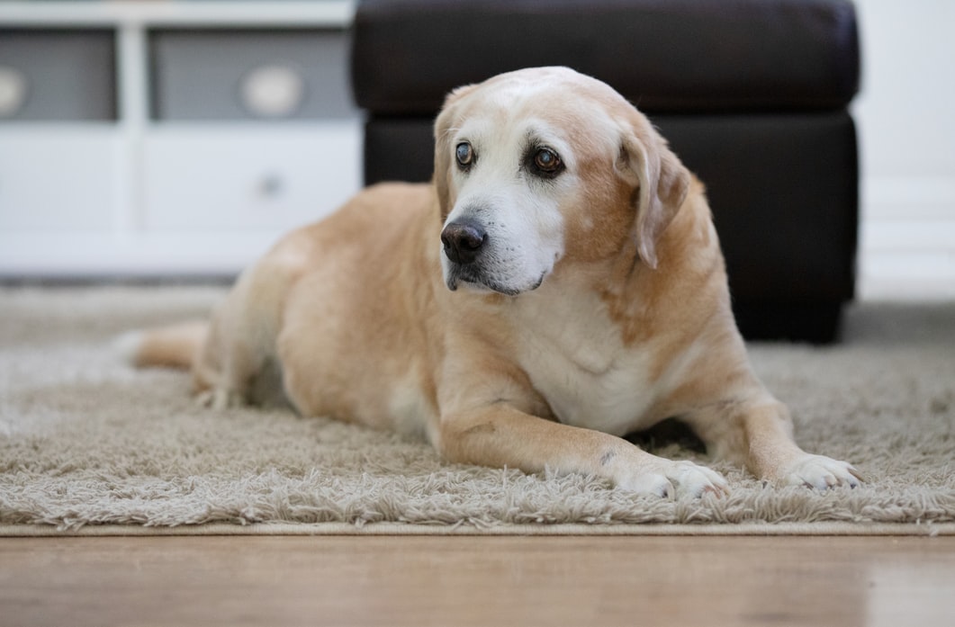 Fortitude Valley Vets - old lab on carpet