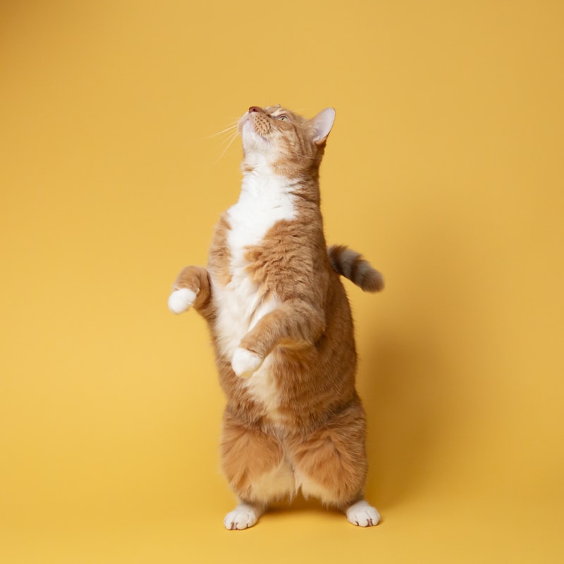 cat anxiety - cat against yellow background