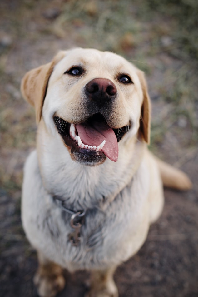 annual dog vaccinations - Smiling yellow lap with tongue out