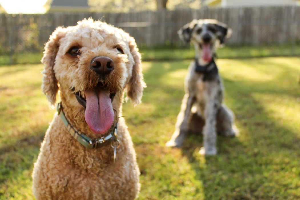 Keep Your Dog Cool In Summer - large fluffy dogs on grass