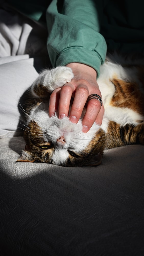 Reasons to Bring Your Cat to the Veterinarian - hand rubbin cats chin on a bed