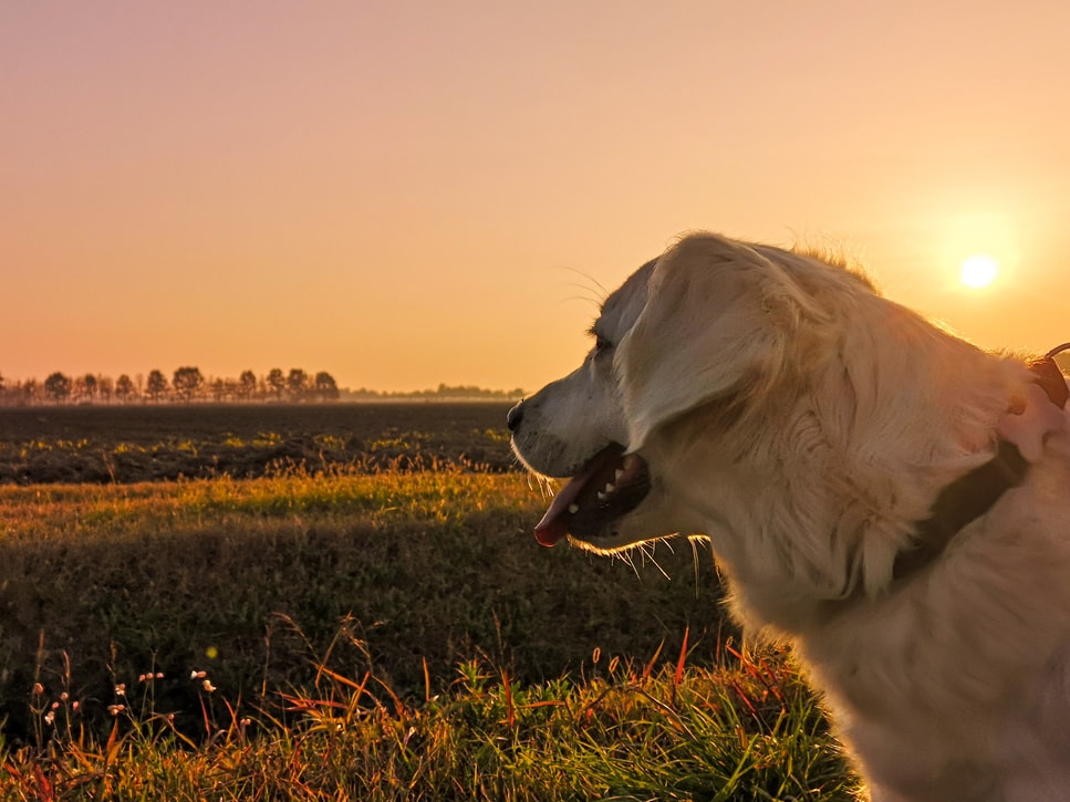 annual dog vaccinations - yellow lab at sunset