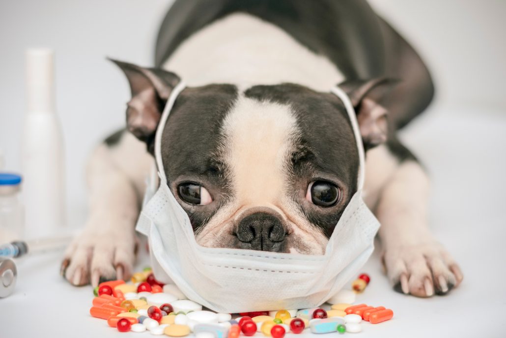 What Is Canine Parvovirus? - dog with mask