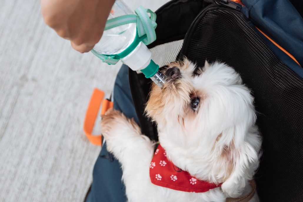 Keep Your Dog Cool In Summer - white dog drinking water