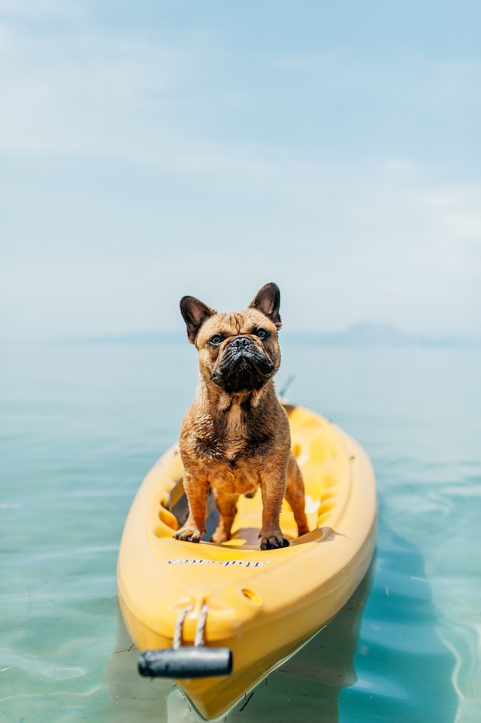 Your Dog Cool In Summer - dog on paddle board