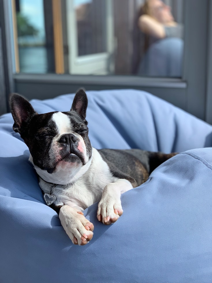 Hearing Loss In Dogs - dog sitting on bean bag