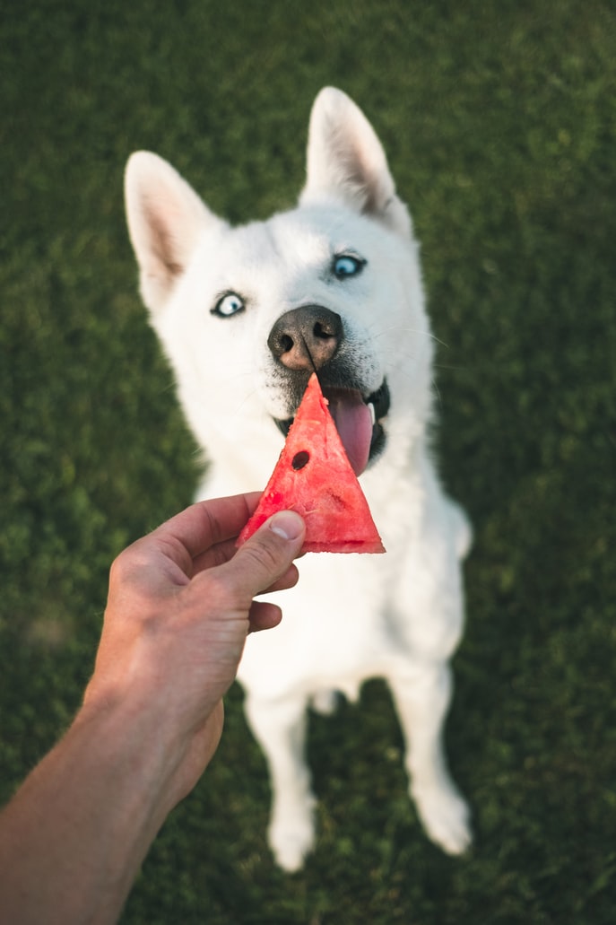 Keep Your Dog Cool In Summer - dog eating water melon