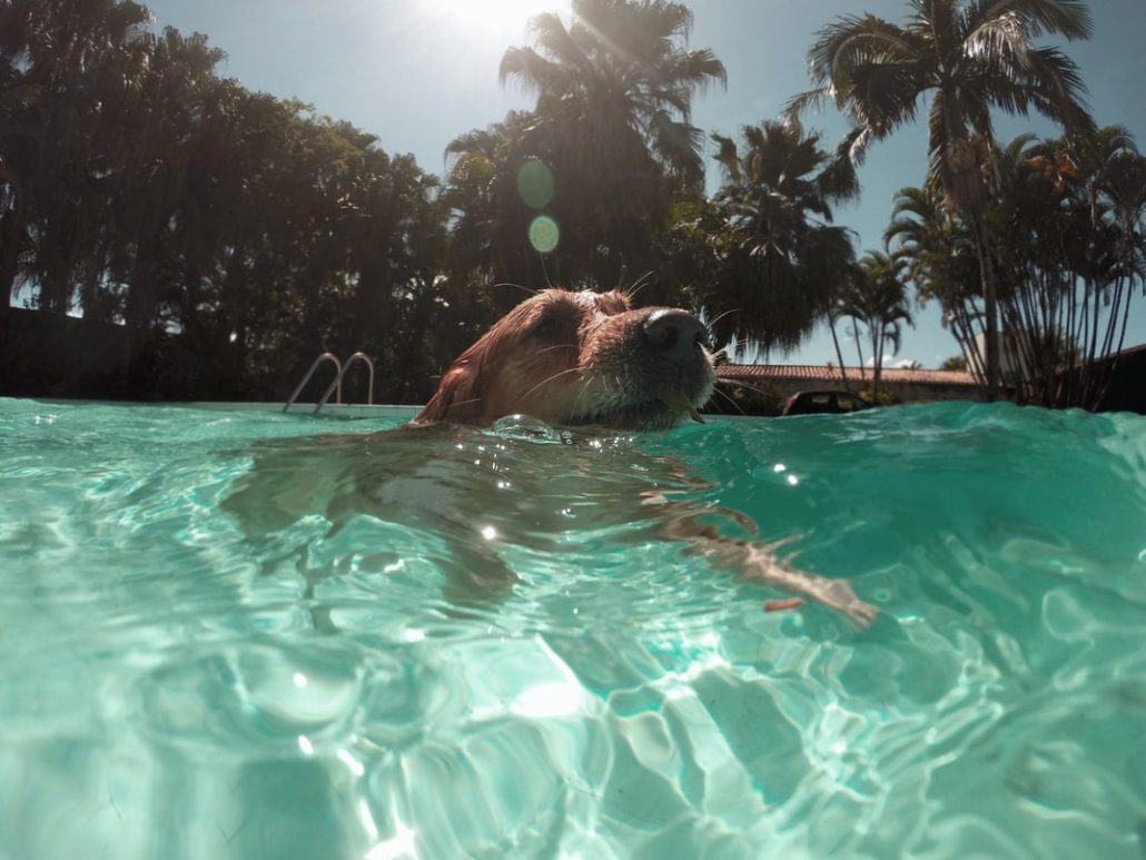 Keep Your Dog Cool In Summer - dog swimming in blue pool