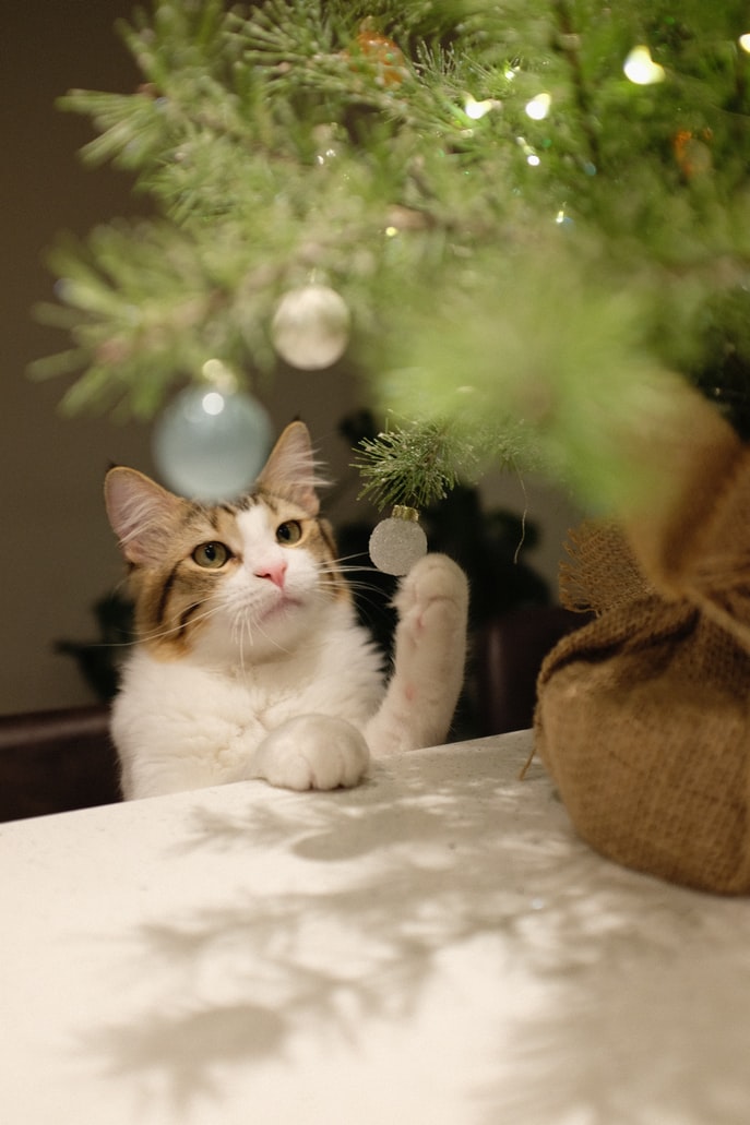 Common Risks For Pets During The Holidays - cat and bauble on table