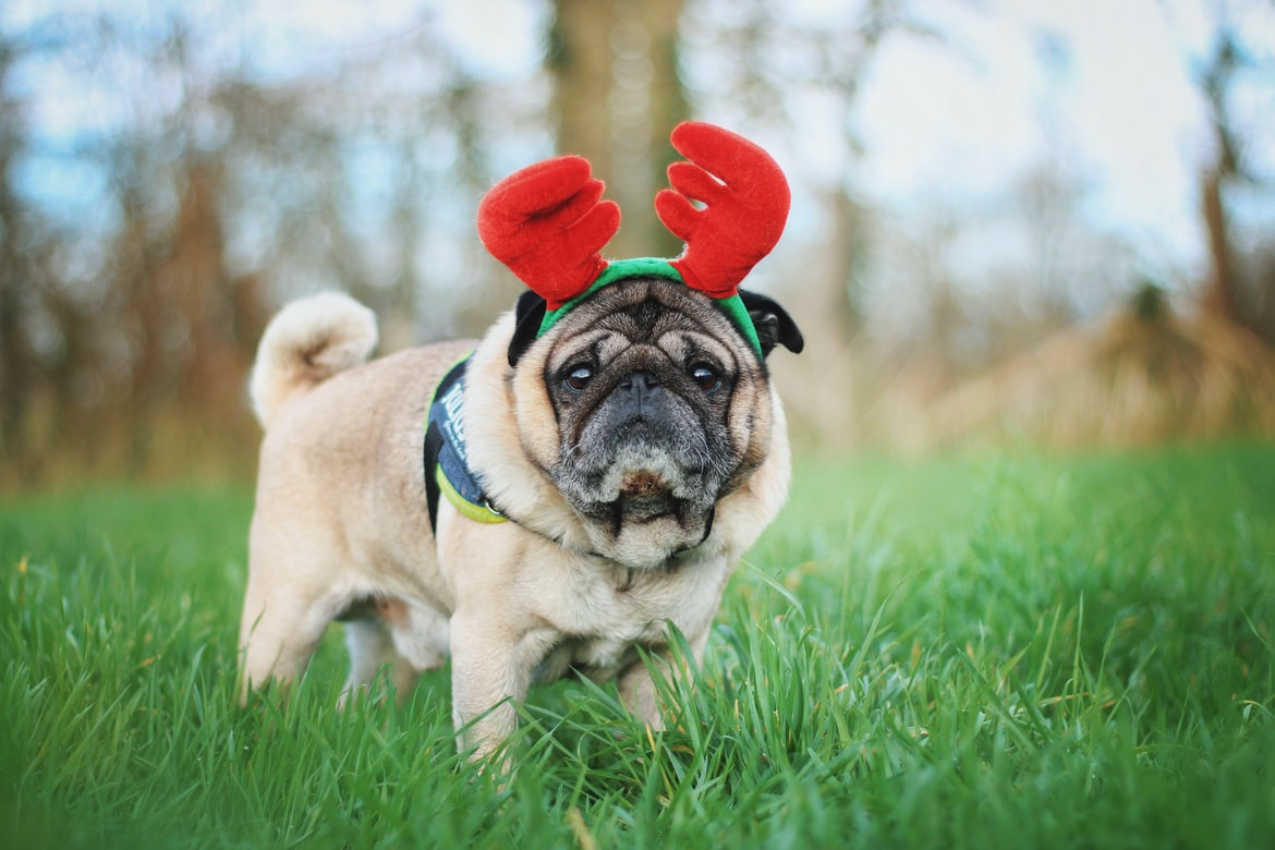 Caring For Your Pets During The Holiday Season - pug with Christmas headband