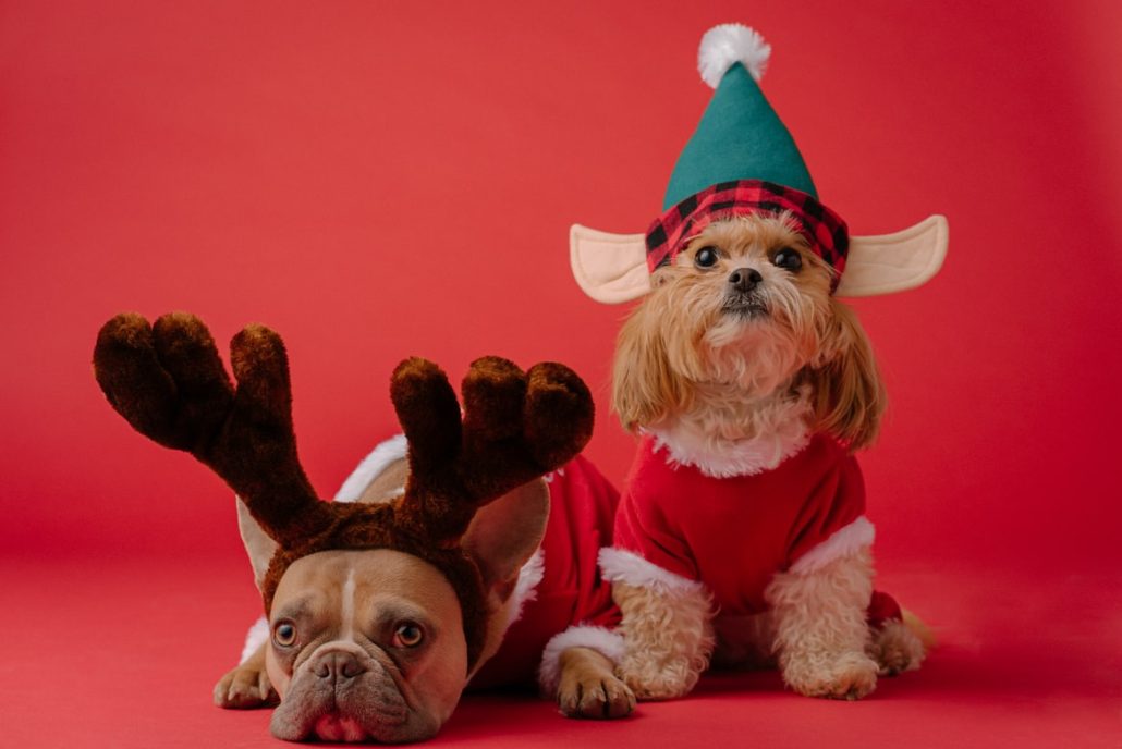 Common Risks For Pets During The Holidays - two puppies with christmas headbands in front of red back drop