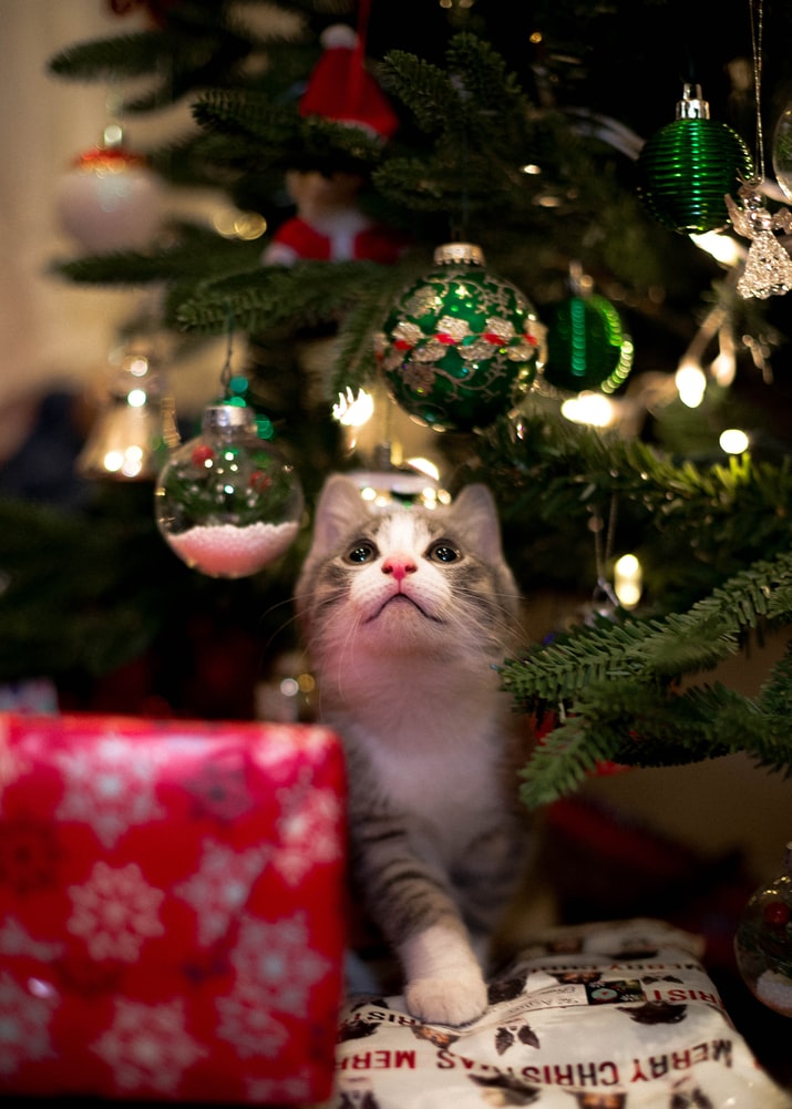 Common Risks For Pets During The Holidays - cat looking at bauble on tree