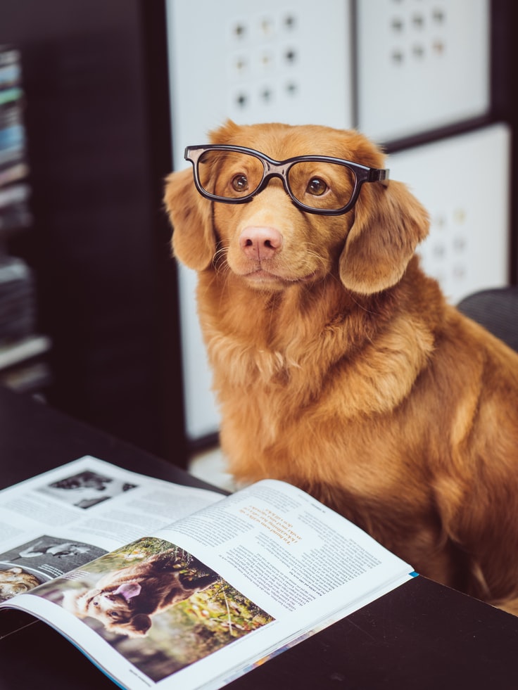 Tips To Train Your Dog - Dog With Glasses