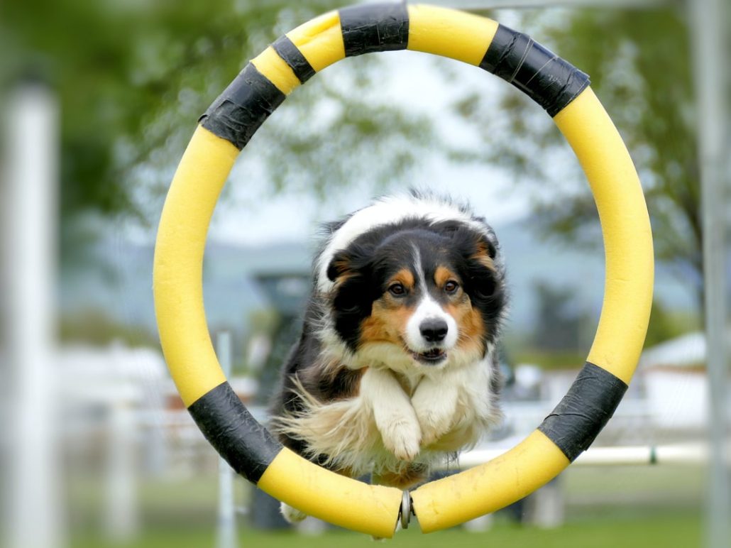 Tips To Train Your Dog - dog jumping through a hoop