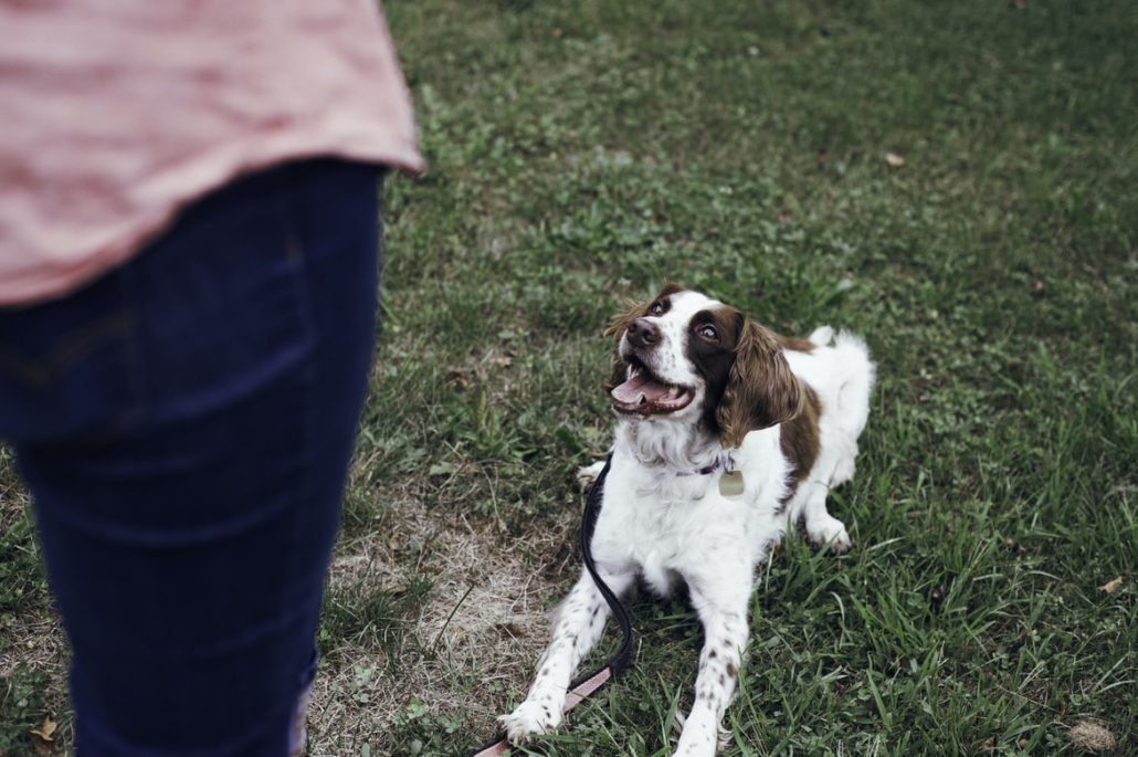 Tips To Train Your Dog - dog lying on grass