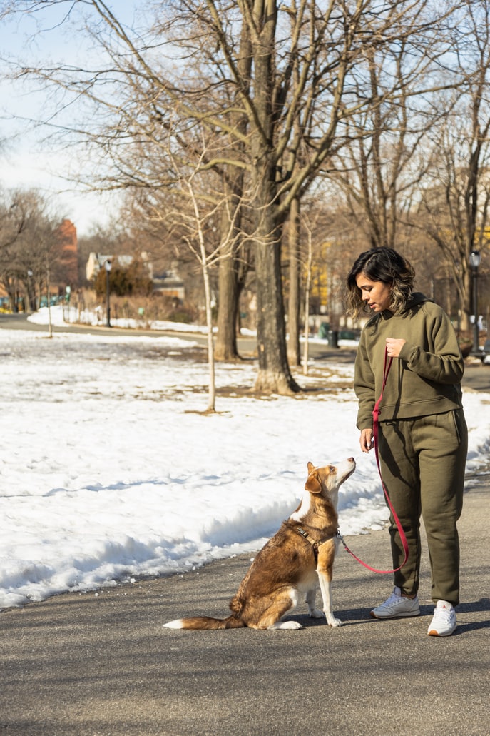 Tips To Train Your Dog - woman and dog on a a leash