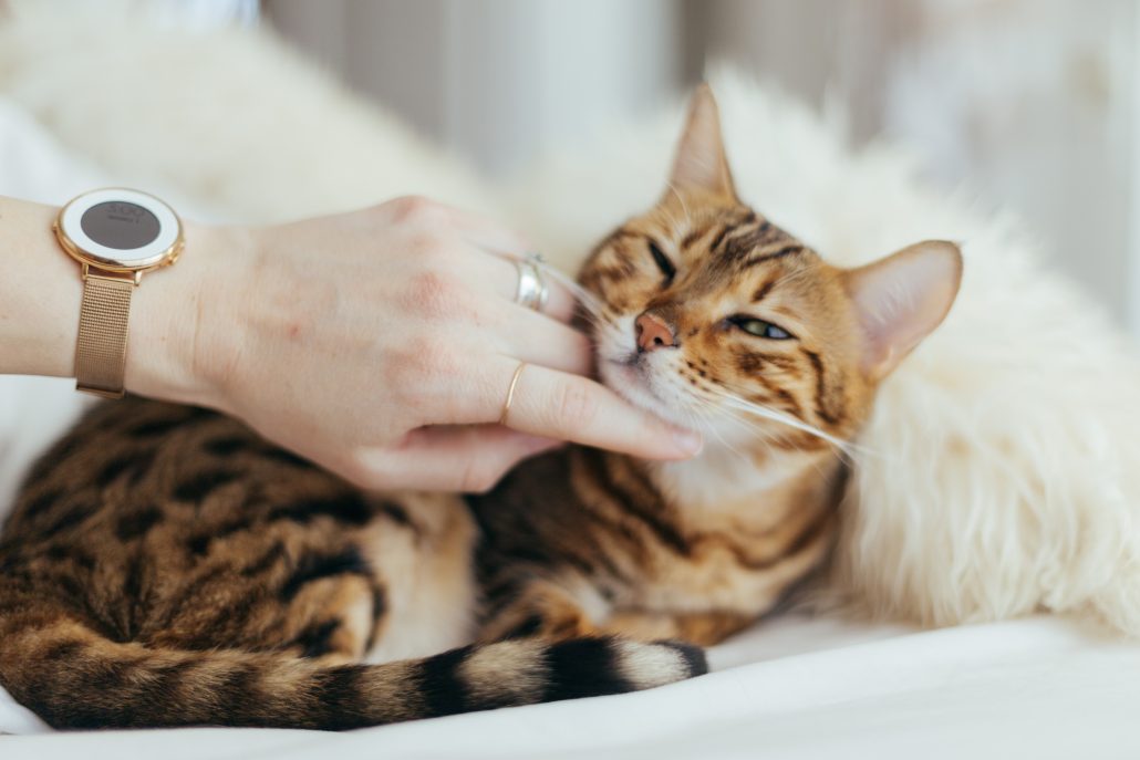 cat vet - cat scratching chin