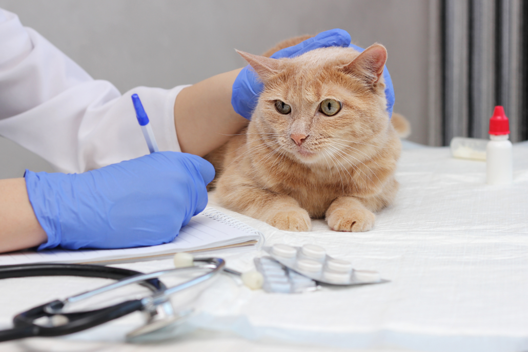 cat check-up - cat at vet