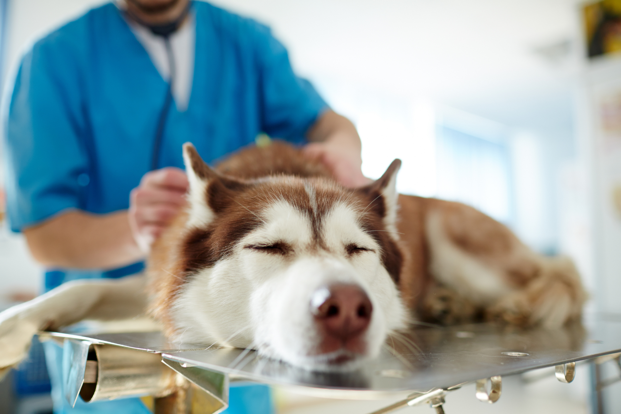 Pet Poisoning Prevention - sleeping husky