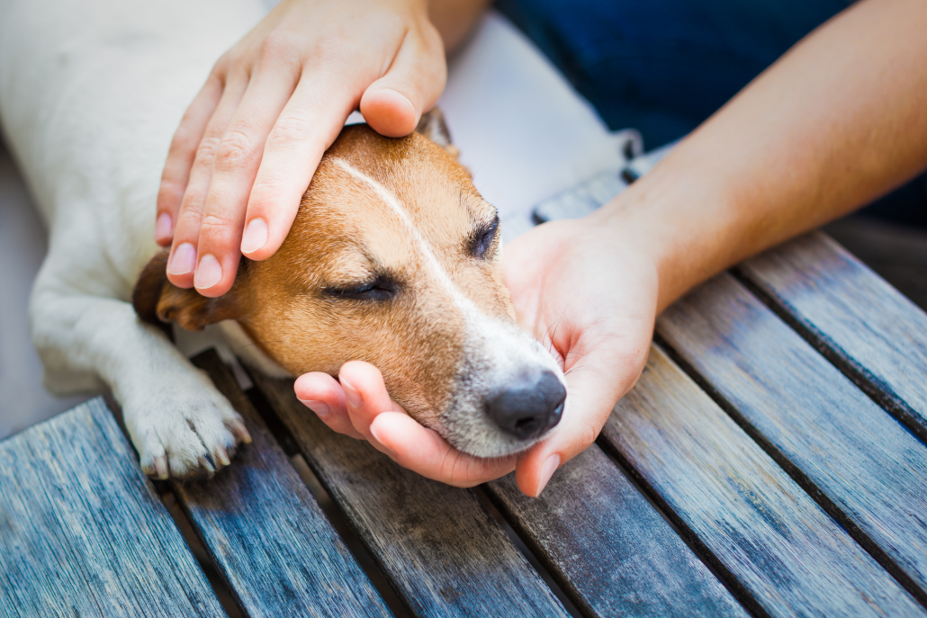 Staying Calm in a Pet Emergency - hand holding dogs head