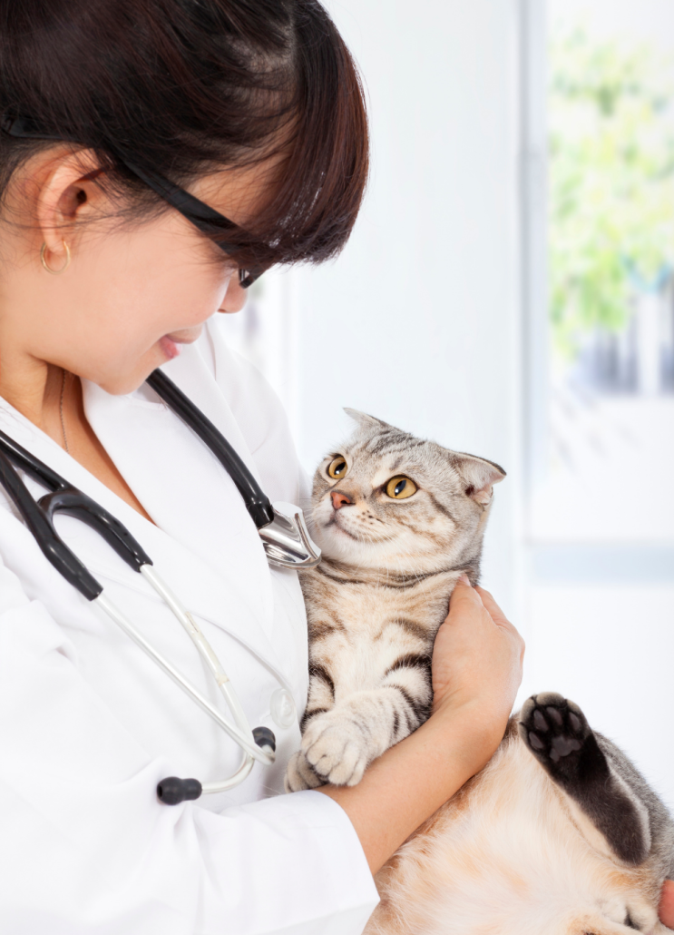 Pet Poisoning Prevention - cat looking at vet