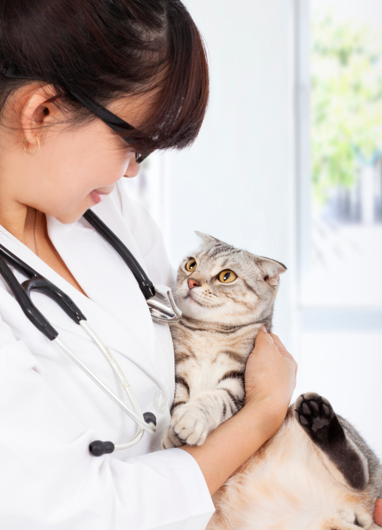 Reasons to Bring Your Cat to the Veterinarian - cat looking at vet