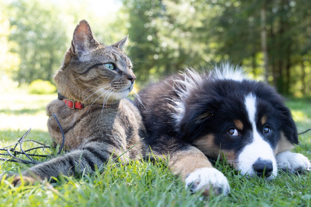 Managing Springtime Allergies in Pets - cat and dog on lawn