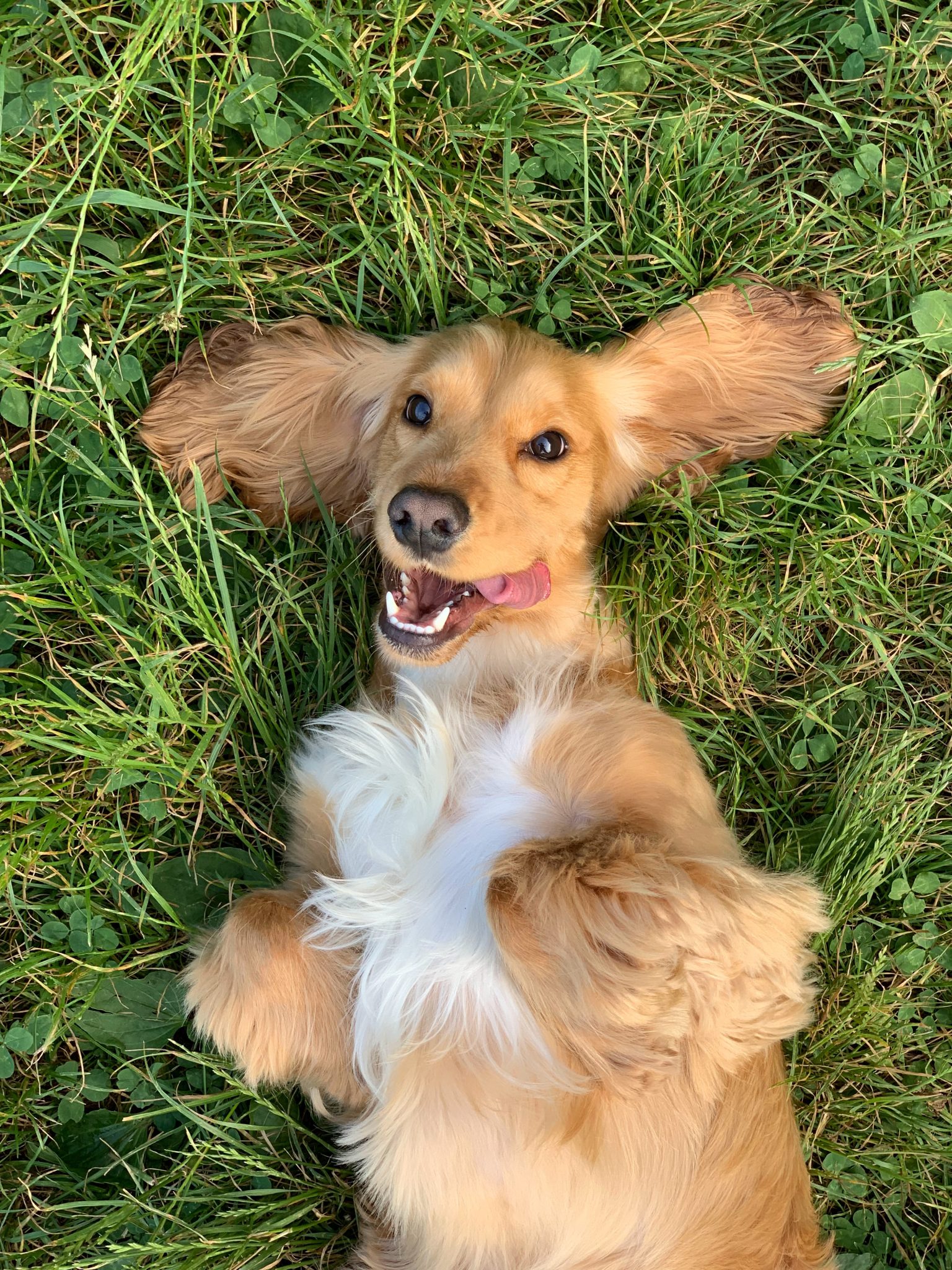 Make Your Yard Dog Friendly - puppy lying on grass