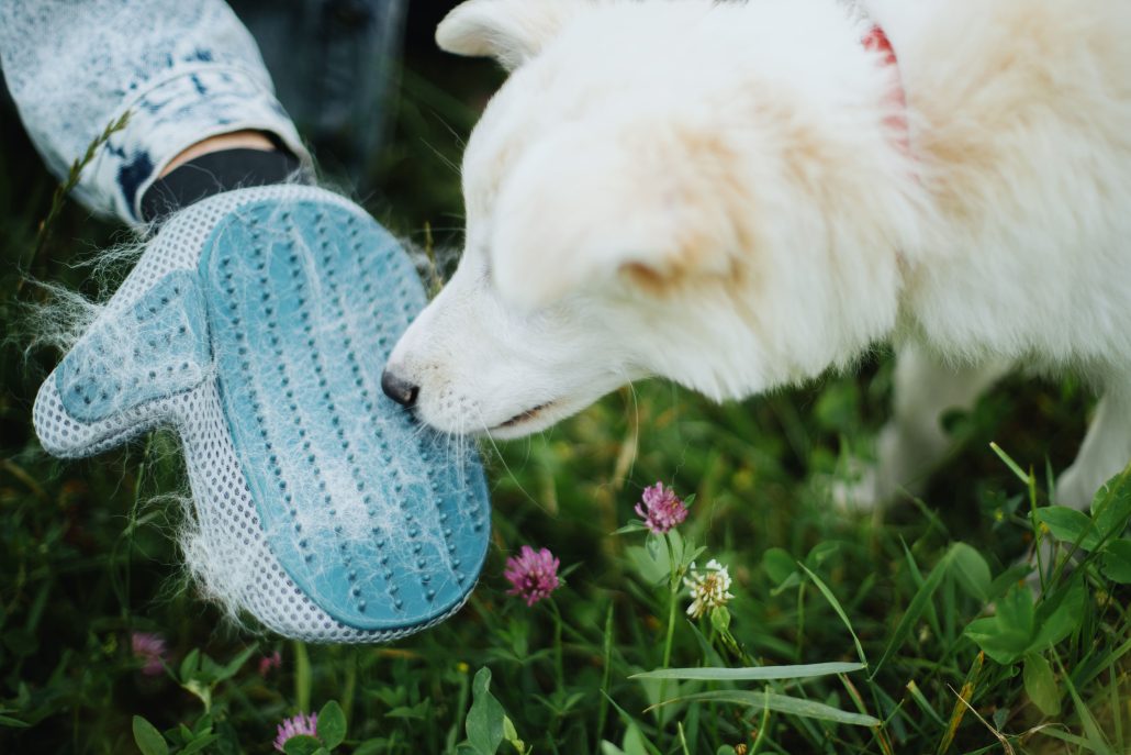 arthritis in dog - dog brush and dog
